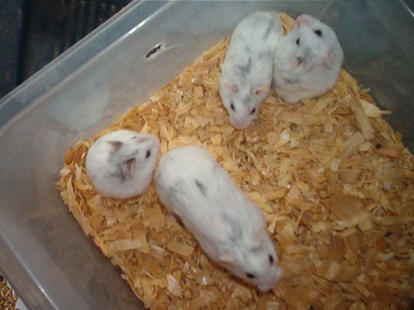 piebald